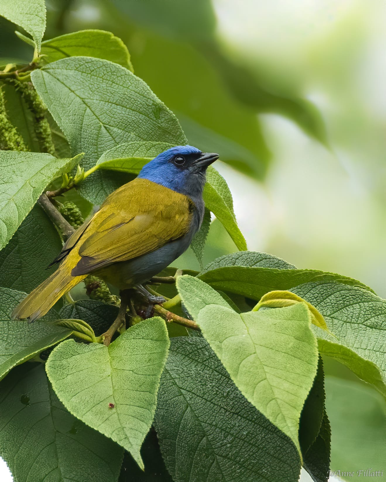 bird of colombia image 14